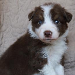 Ruffles - Red tri-color male Australian Shepherd puppy in Laurel, Mississippi from Reeves Australian Shepherds