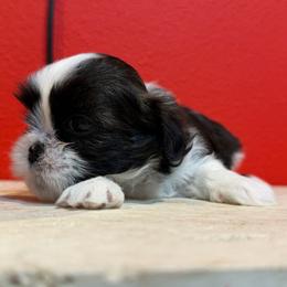 Bella - Black and tan female Shih Tzu puppy in Downey, California from Cali shih tzu
