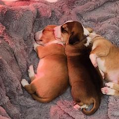 Drever and Mastiff Puppies from Cedarhollow