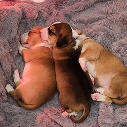 Drever and Mastiff Puppies from Cedarhollow