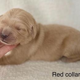 Silverton- red collar - Golden male Golden Retriever puppy in Colorado Springs, Colorado from Mercy Mountain Bernedoodles
