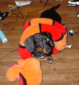 Dachshund All Grown Up from Individual