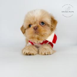 Ebner - Cream and white male Shih Tzu puppy in League City, Texas from Divine Pups