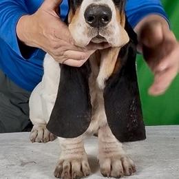 Basset Hounds from Kling’s serendipity Bassets