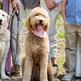 Daisy - Goldendoodle