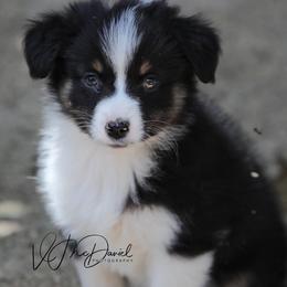 Chip - Black tri male Miniature Australian Shepherd puppy in Olivehurst, California from McDaniel Aussies