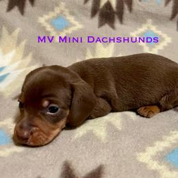 Brownie - Chocolate and tan male Dachshund puppy in Carlsbad, Texas from MV Mini Dachshunds