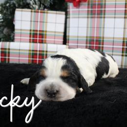 Rocky - Black white and tan male English Springer Spaniel puppy in Barnstead, New Hampshire from C & S Farms