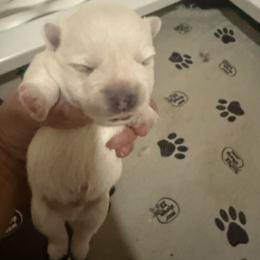 Boy1 - White male West Highland White Terrier puppy in Edinburg, Texas from Mel’s Westies