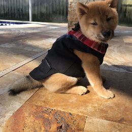 Shiba Inu Puppies from Absolute Shibas