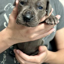 Great Dane Puppies from Blue Thunder Danes