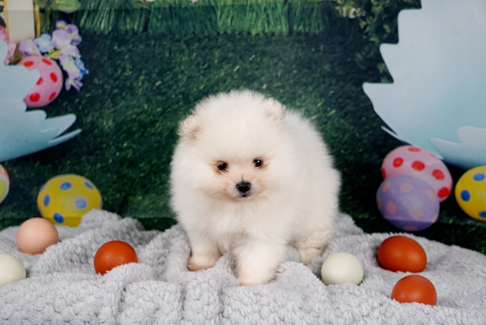 Asher - White Pomeranian puppy in Three Rivers, California from Mountain Mama's Poms
