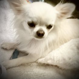 Nia - Chihuahua