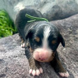 Green Collar Boy - Black rust and white male Bernese Mountain Dog puppy in Herriman, Utah from Shaggy Mountain Pups LLC