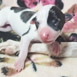 All The DoDa Day  Nelly - White and black female Italian Greyhound puppy in Cadwell, Georgia from All The DoDa Day Italian Greyhounds