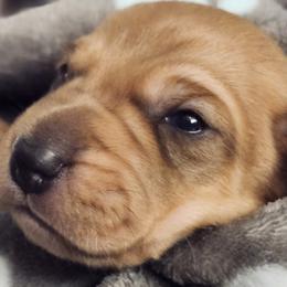 Peanut - Cream male Dachshund puppy in Shallotte, North Carolina from Happy Acres  Miniature Dachshunds