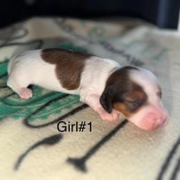 Girl 1 - Piebald female Dachshund puppy in Cherokee, Oklahoma from Special “K” Dachshunds