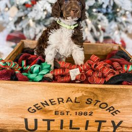 Poodle Puppies from LeBaron Standard Poodles