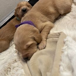 Golden Retriever Puppies from Tradershire Goldens