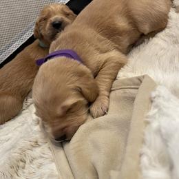 Golden Retriever Puppies from Tradershire Goldens