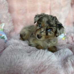Eve - Australian Shepherd