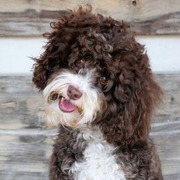 Rosie - Australian Labradoodle