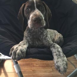 German Shorthaired Pointer Puppies from Hardwood Kennels