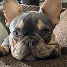Daisy  - French Bulldog