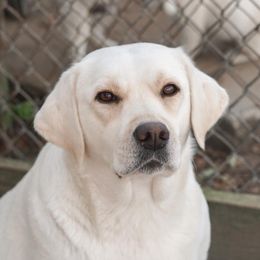 Feliz - Labrador Retriever