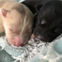 Pomsky Puppies from Eclipse Merle Pomsky’s