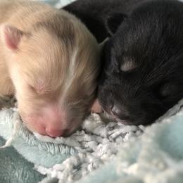 Pomsky Puppies from Eclipse Merle Pomsky’s