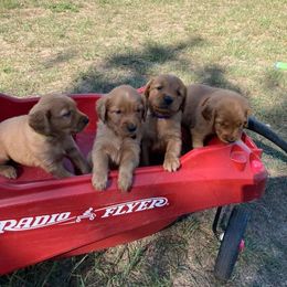 Golden Retriever Puppies from Johnson's Red