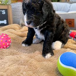 Puppy 6 - Black and white female Aussiedoodle puppy in Albertville, Alabama from Home Sweet Home Doodles LLC