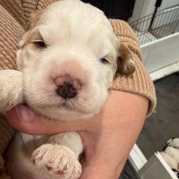 McQueen - Caramel male Australian Labradoodle puppy in Denton, Texas from Liberty Hill Labradoodles