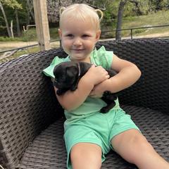 Boy White Collar - Black male Brussels Griffon puppy in Grove, Oklahoma from Critter918
