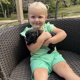 Boy White Collar - Black male Brussels Griffon puppy in Grove, Oklahoma from Critter918