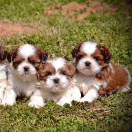 Shih Tzu Puppies from Shih Tzus To Love