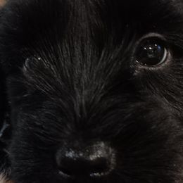 Girl 2 - Tibetan Terrier puppy in Florida from Floresta Tibetan Terriers