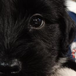 Girl 2 - Tibetan Terrier puppy in Florida from Floresta Tibetan Terriers