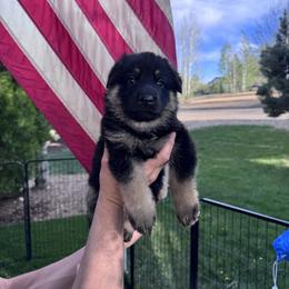 Girl - Black and tan female German Shepherd puppy in Windsor, Colorado from German Shepherds