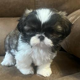 AKC Lexi - Tricolor female Shih Tzu puppy in Greenville, South Carolina from Babyface Shih Tzu