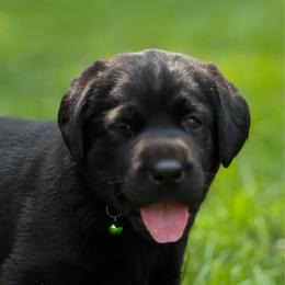 River - Black female Labrador Retriever puppy in Taylors, South Carolina from Spring Water Labs of the Carolinas