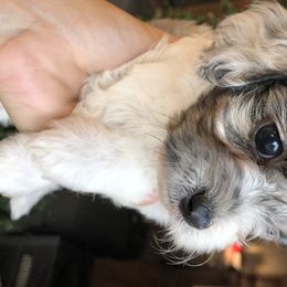 Cavalier King Charles Spaniel and Cavapoo Puppies from VITPOM PUPPIES