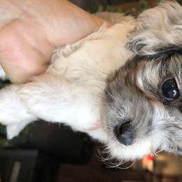 Cavalier King Charles Spaniel and Cavapoo Puppies from VITPOM PUPPIES