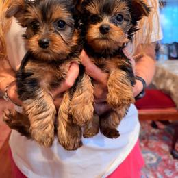Whitney (left side) - Black and tan female Yorkshire Terrier puppy in Gambrills, Maryland from Corinne's Yorkshire Terriers