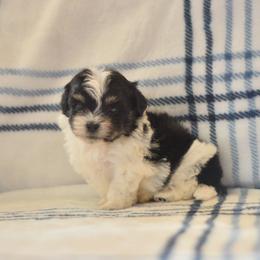 Shichon puppies from PTK Ranch