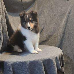 Tri baby boy - Black white and tan male Shetland Sheepdog puppy in Memphis, Tennessee from Ambrozia Kennels