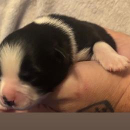 Miniature Australian Shepherds from Terri Vaughn