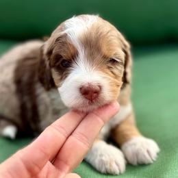 Yellow collar girl - Chocolate merle female Bernedoodle puppy in Colorado Springs, Colorado from Mercy Mountain Bernedoodles