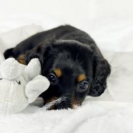 Butterfinger - Black and tan male Dachshund puppy in Sacramento, California from MiniDoxPups